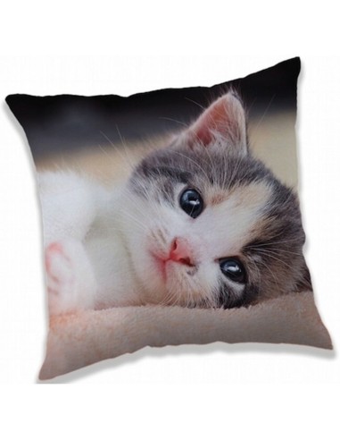 COUSSIN CHAT